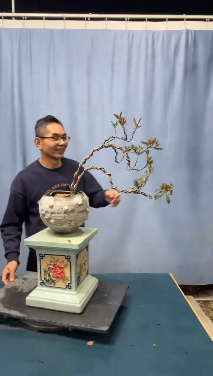 【闪购商品】盆景春花