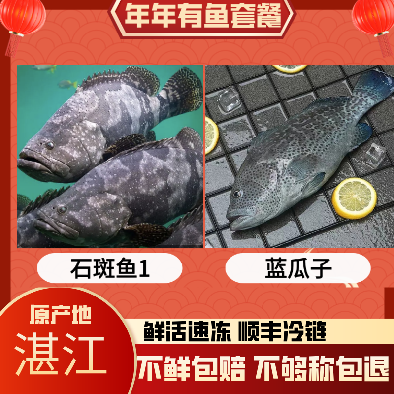 【石斑组合装】1.9大石斑鱼+1.9大蓝瓜子石斑湛江海鲜新鲜顺丰发货