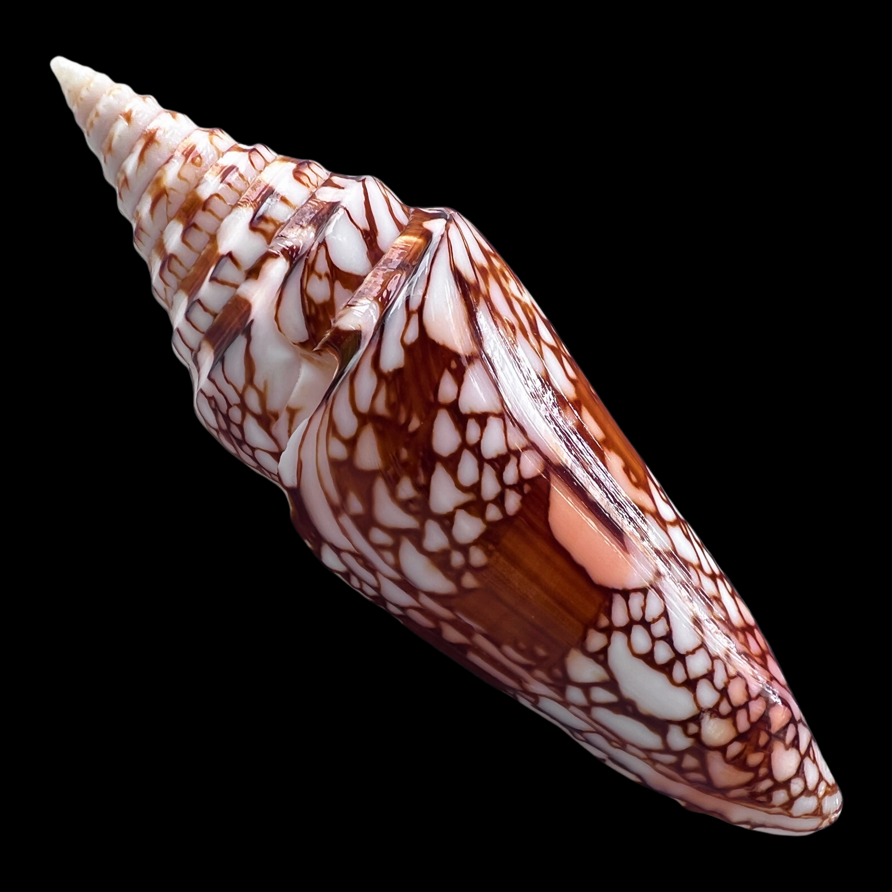 【印度洋荣光芋螺】106.2 mm（名贝老50珍）天然贝壳摆件 K4