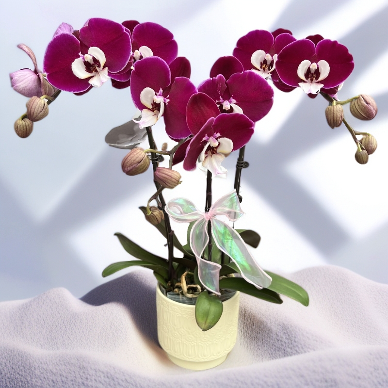 蝴蝶兰《米歇尔》年度爆款花花中贵族稀缺品种