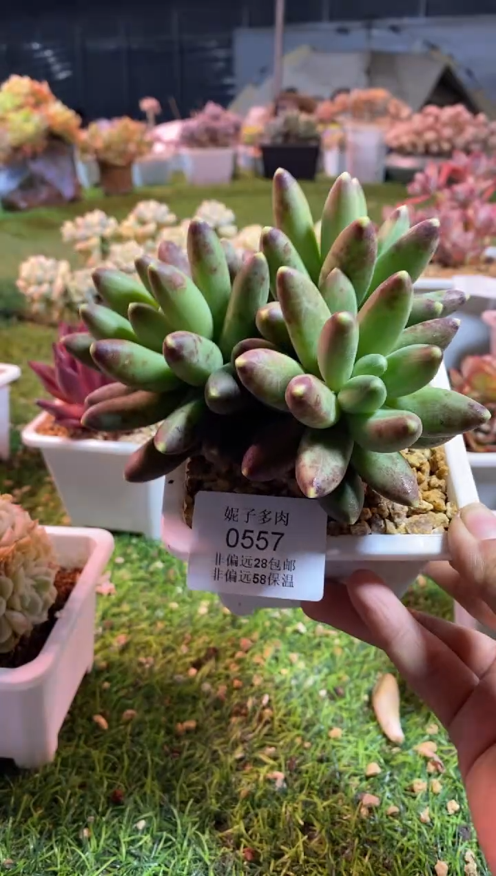 【闪购商品】0557a