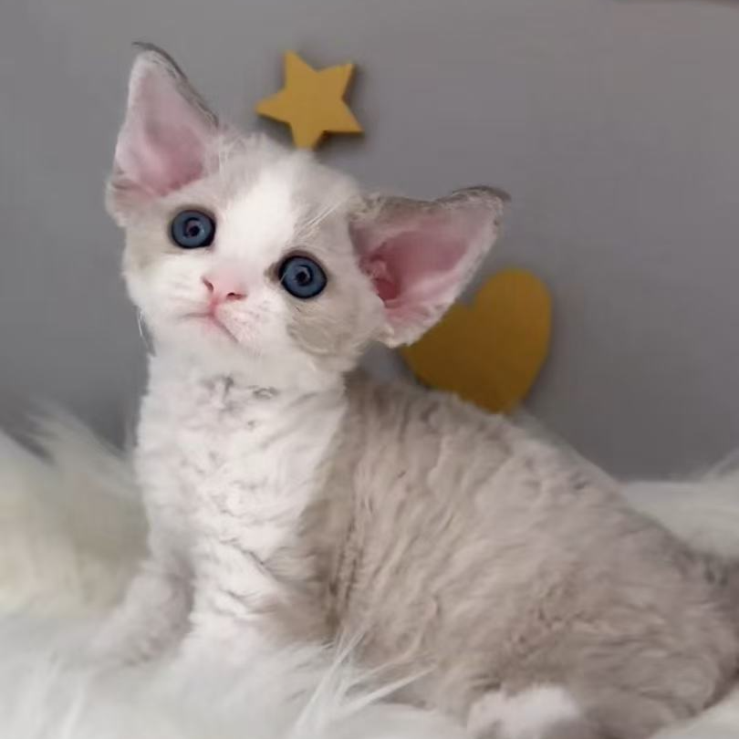 德文猫（拍前需咨询客服）