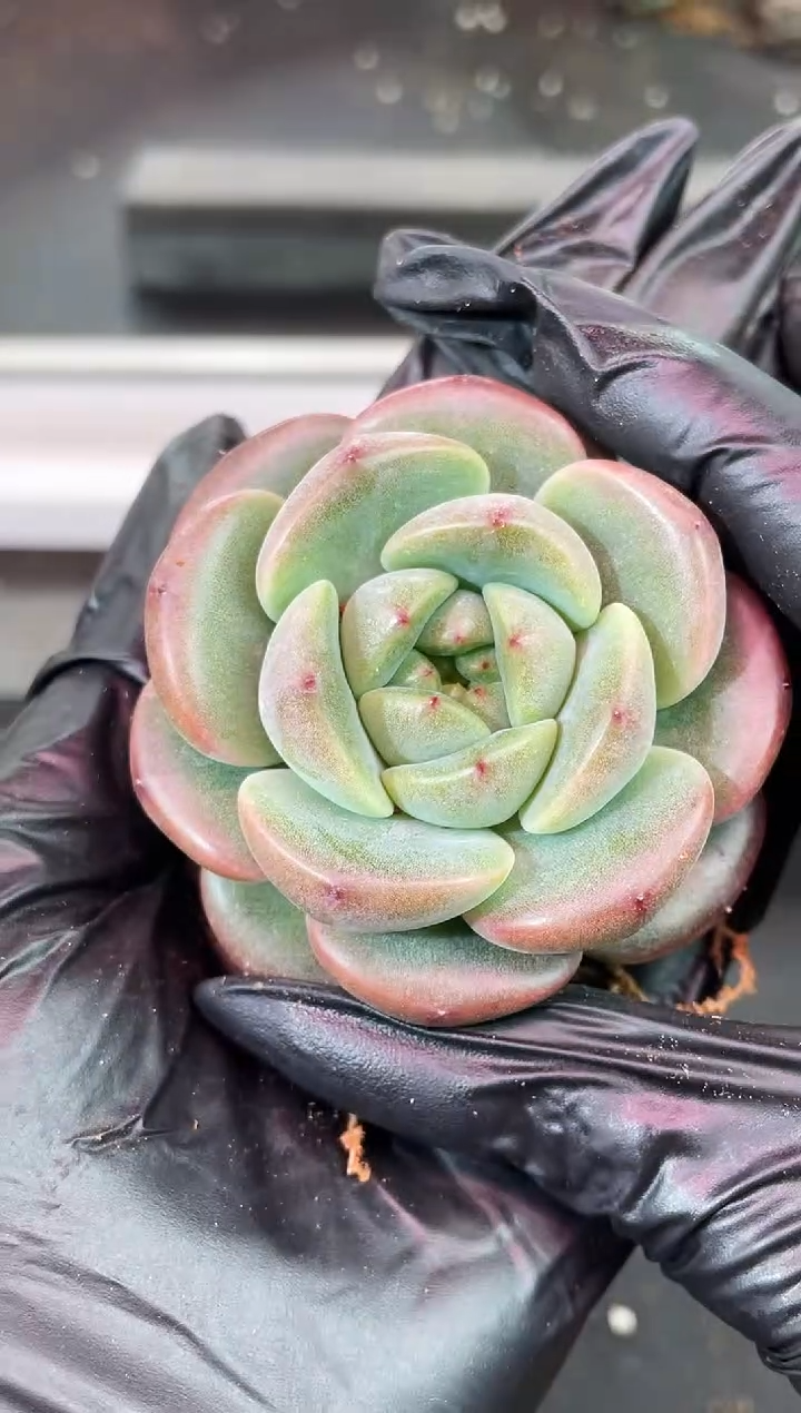 闪购2041  翡冷翠多肉一颗  