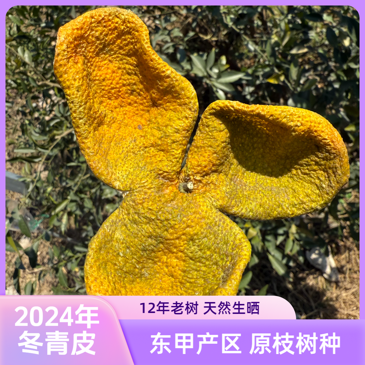 正宗新会2024年东甲12年老树原枝冬青皮自家果园自然生晒核心产区