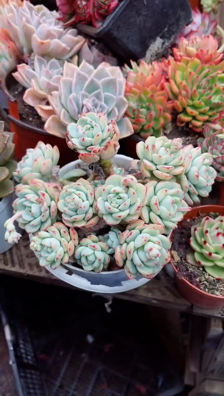 【闪购商品】06095