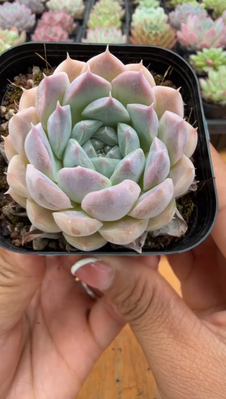 东云多肉园二店-06