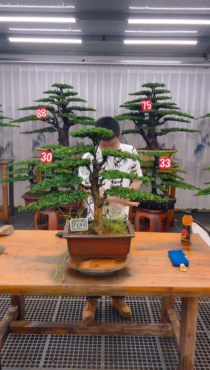 无花朵精品盆景直播间一物一拍
