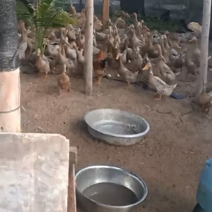 海南，海鲜鸭，老海鸭（毛重3左右）直播现抓现杀