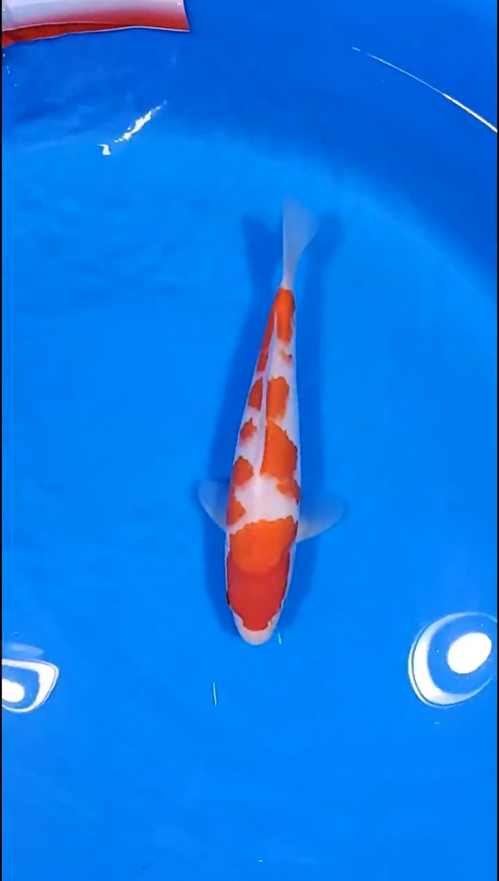 锦鲤【251124-11】 红白 25公分 不详 八方锦鲤