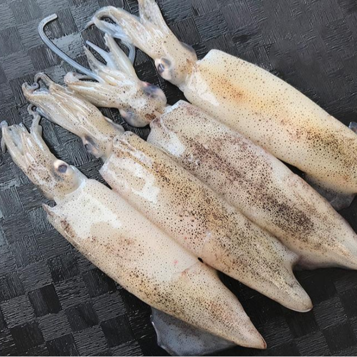 新鲜速冻海捕公笔管鱼海兔子小管鱿鱼火锅食材111
