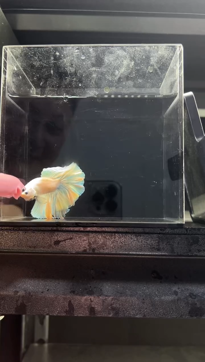 斗鱼泰国斗鱼竞拍126