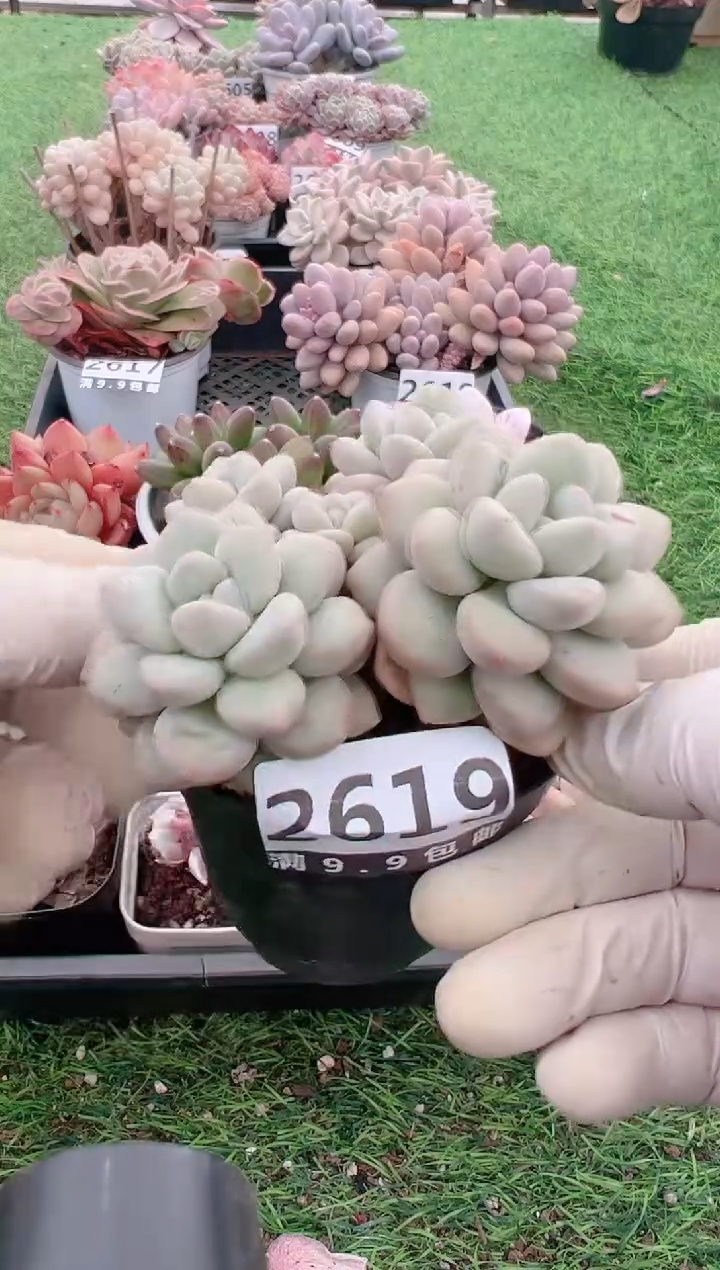 【闪购商品】信福多肉一物一拍