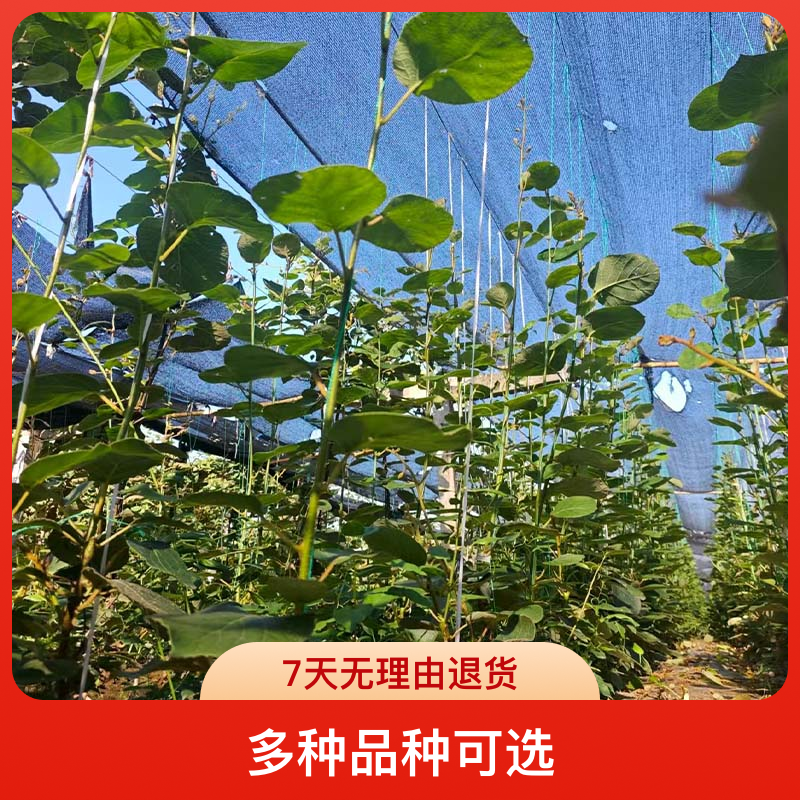 猕猴桃苗/原生苗/翠香/徐香/瑞玉/金红1号