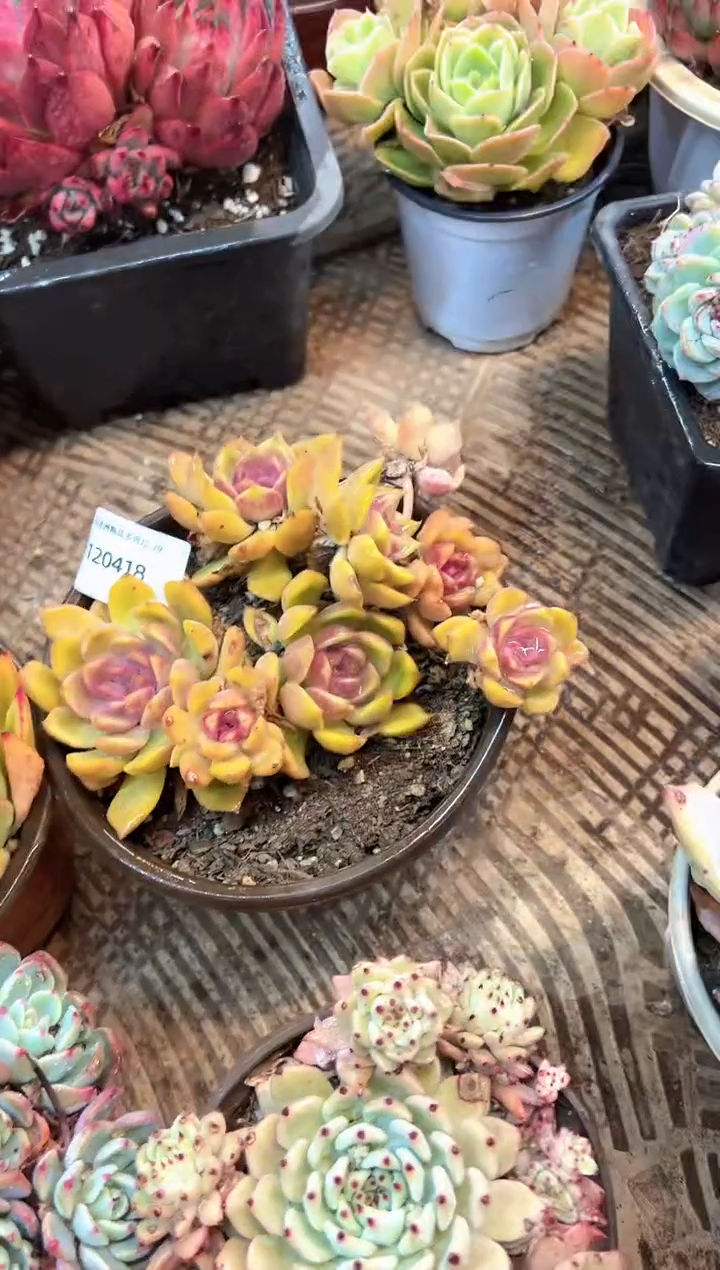 吉***儿多肉植物一物一拍20418
