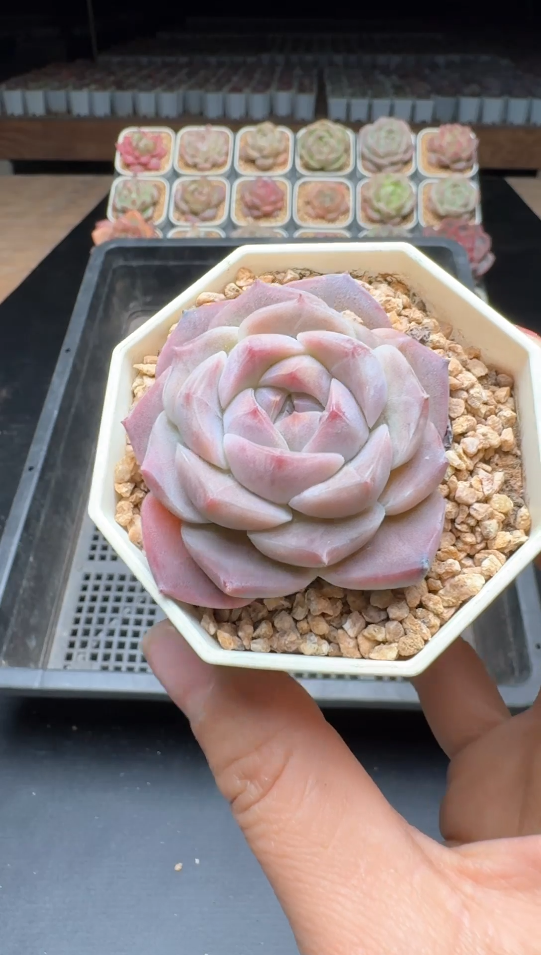 【闪购商品】770号一物一拍珍妮多肉花卉植物3颗起发