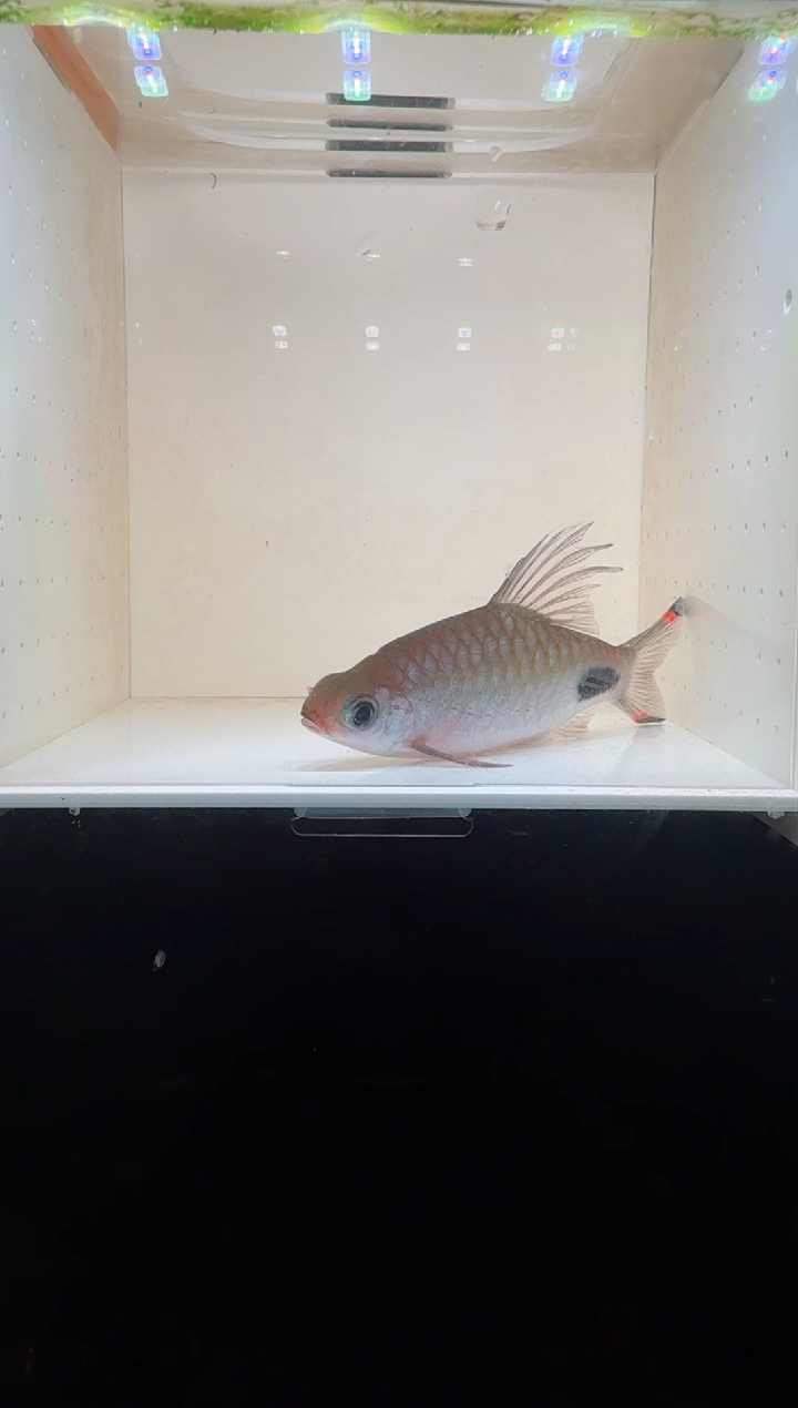工具鱼红杂紫11111