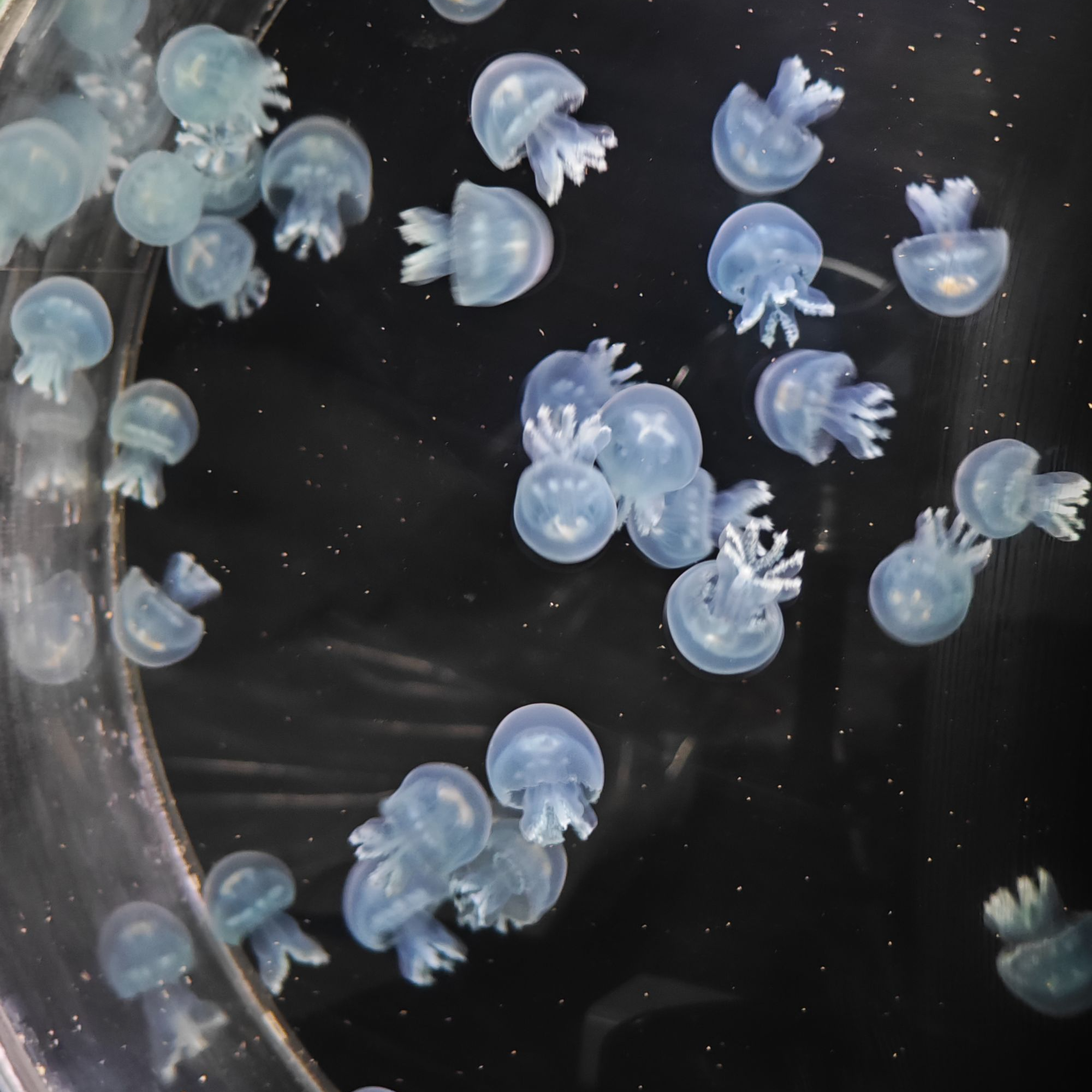 水小宠活体水母赤月海月巴布亚澳洲斑点炮弹果冻网红宠物适合家养