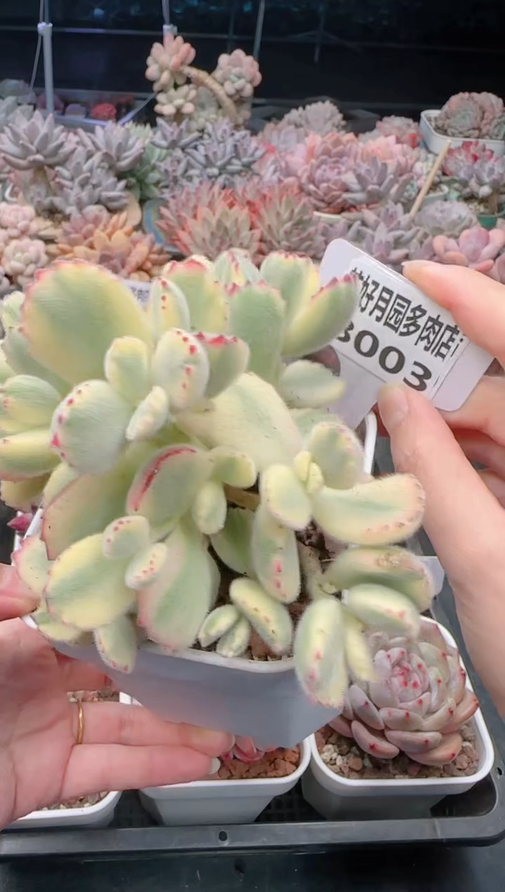 【闪购商品】8003彩熊