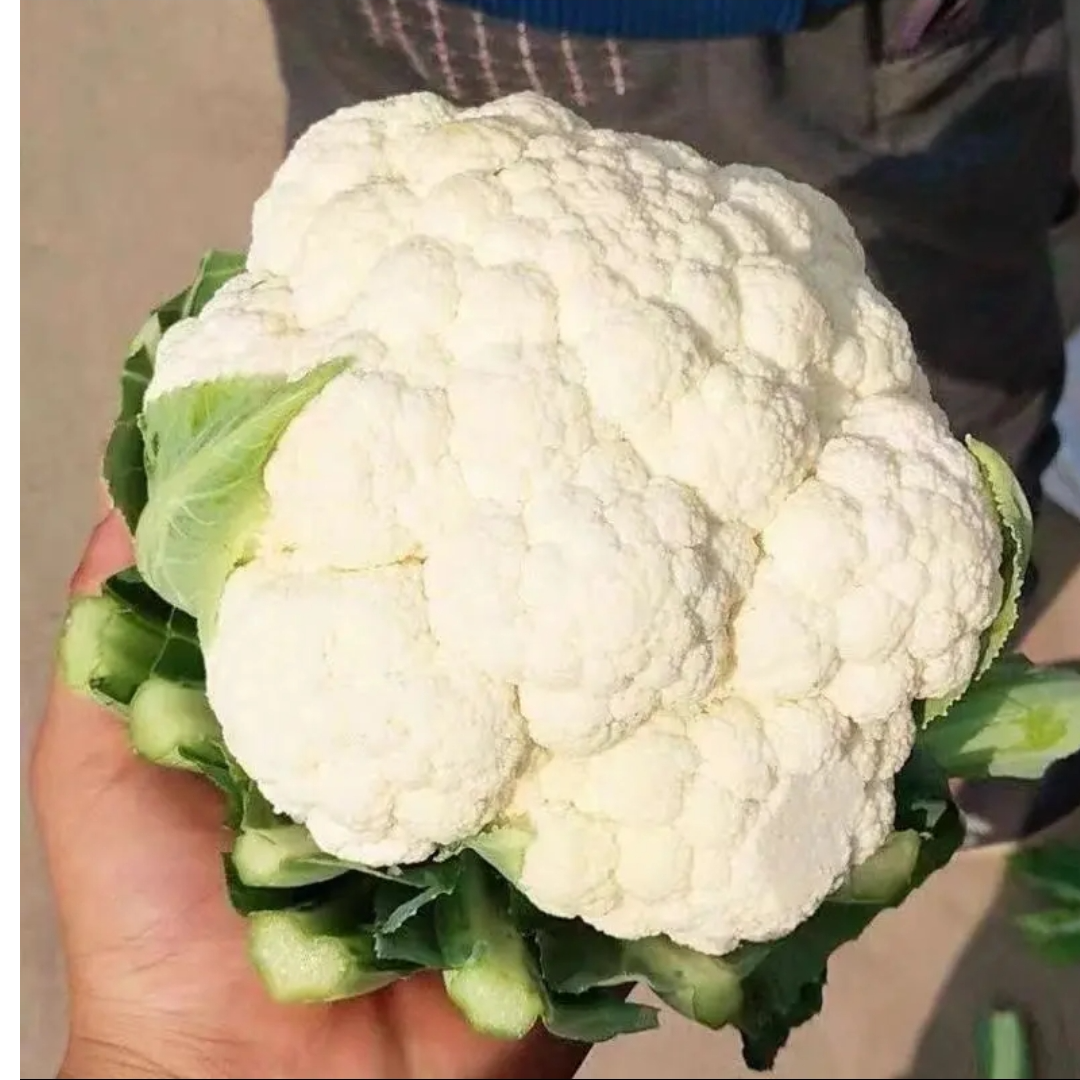四季有机白花秧苗，杂交一代白花花球高圆形，洁白细腻，高产