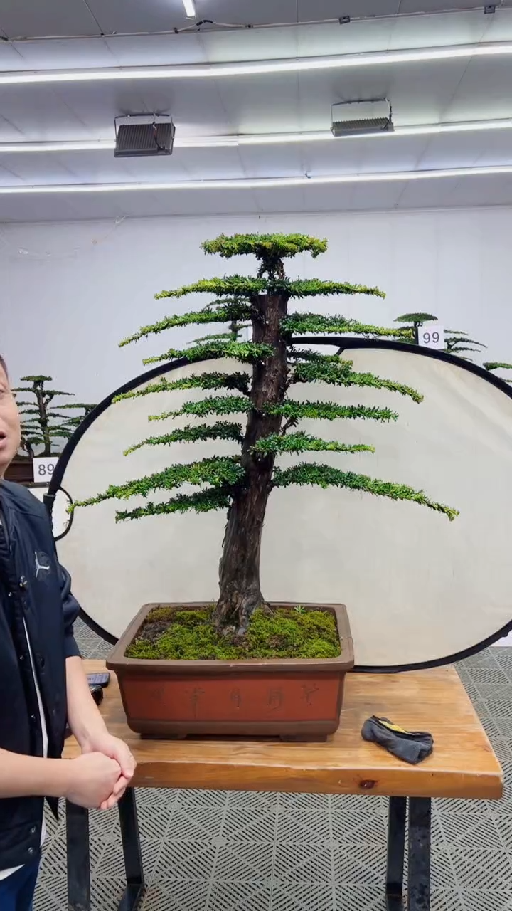无花朵造型盆景一物一拍
