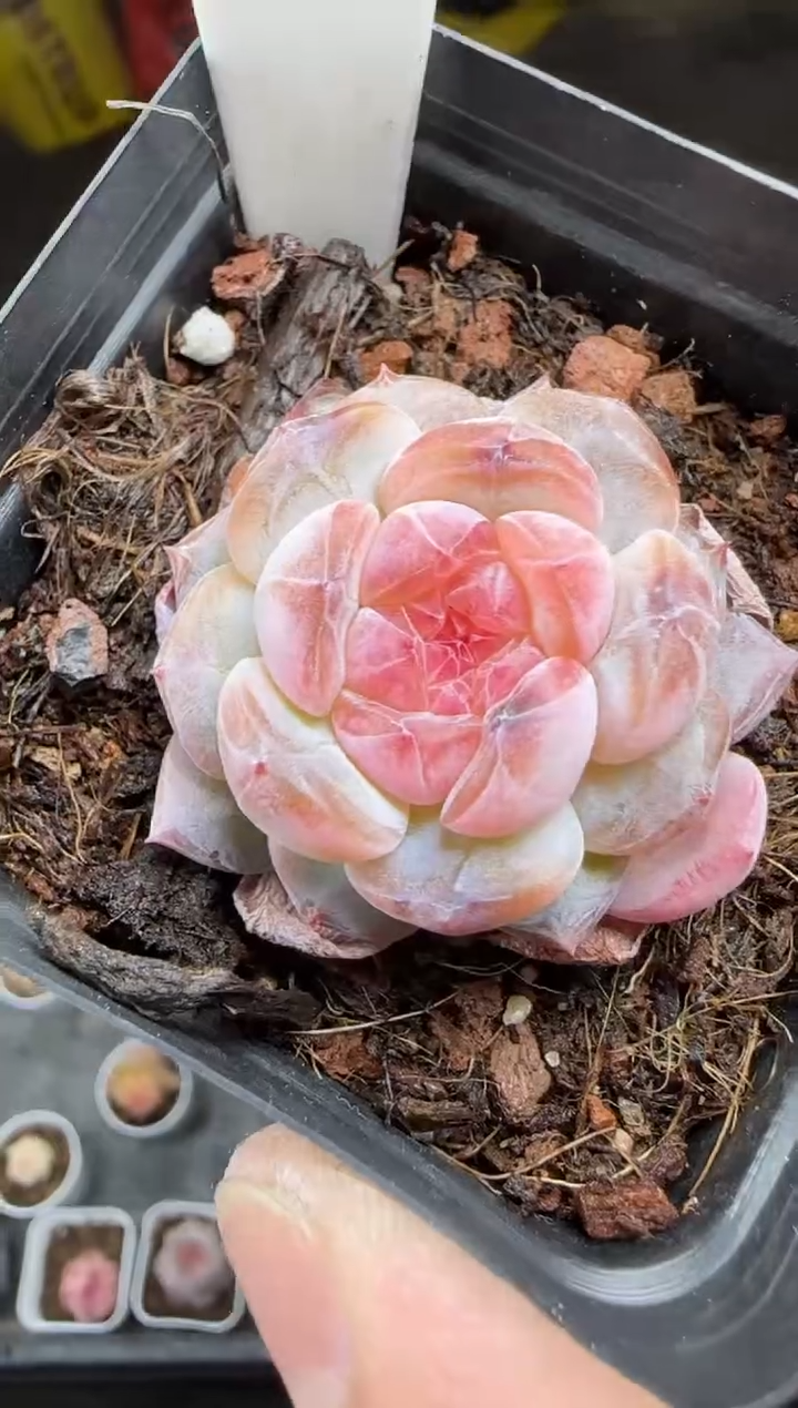 【闪购商品】一物一拍0217—52