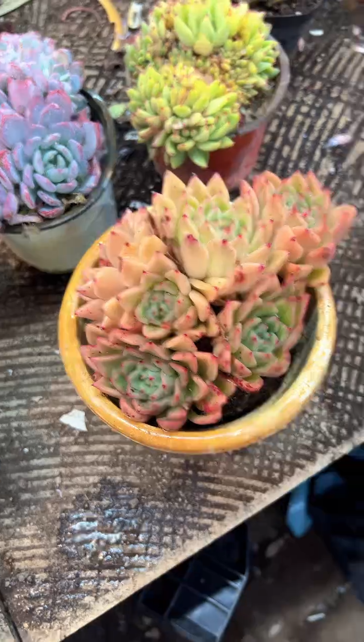 采*多肉植物一物一拍30352
