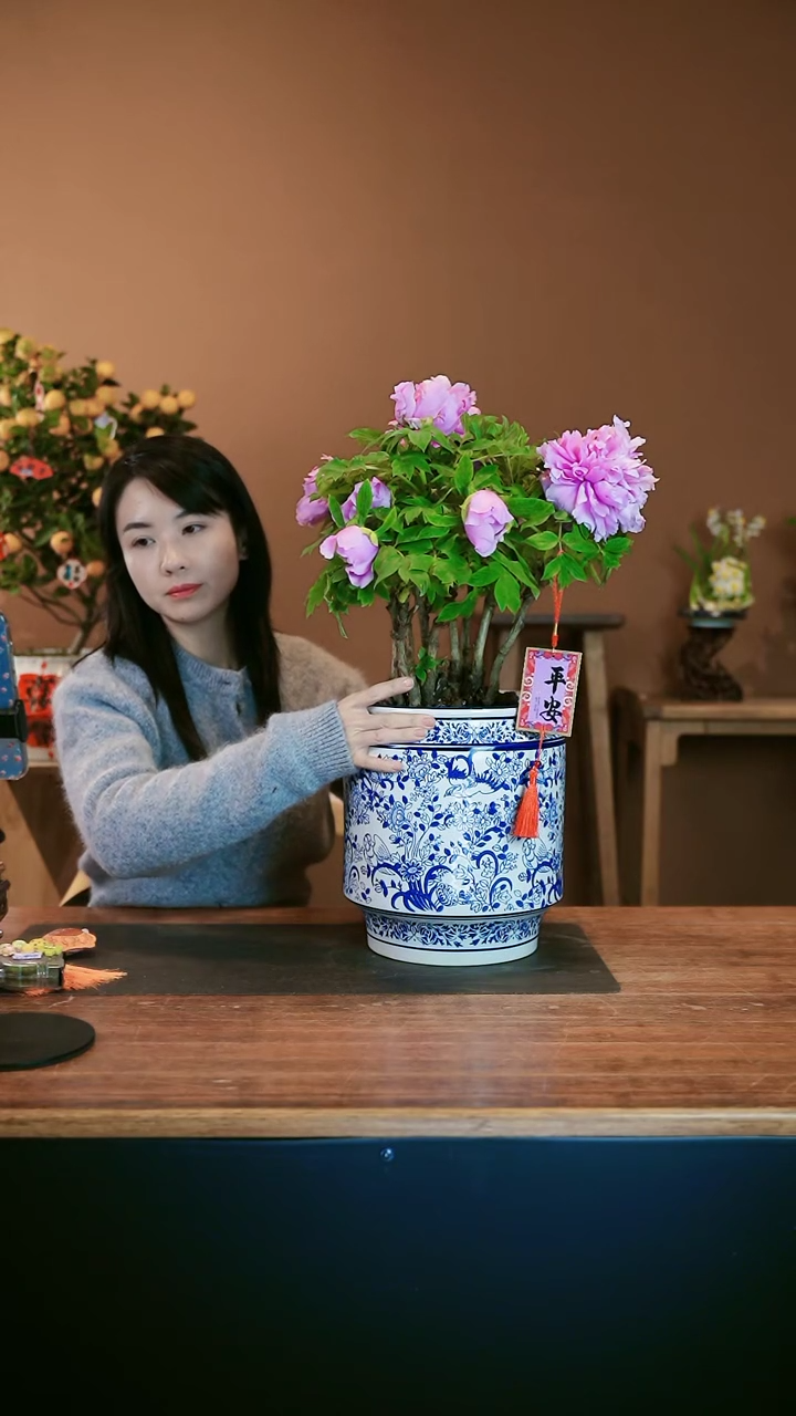 【闪购商品】盆景牡丹花