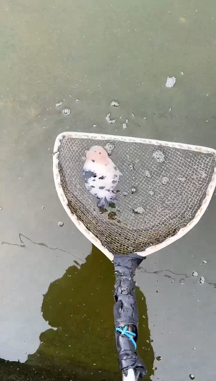 金鱼雅观赏鱼金鱼兰寿金鱼