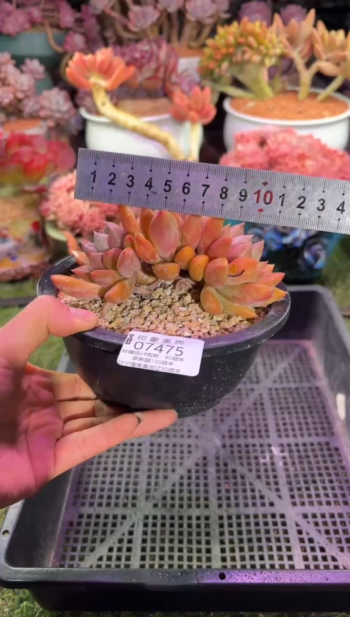 【闪购商品】07475