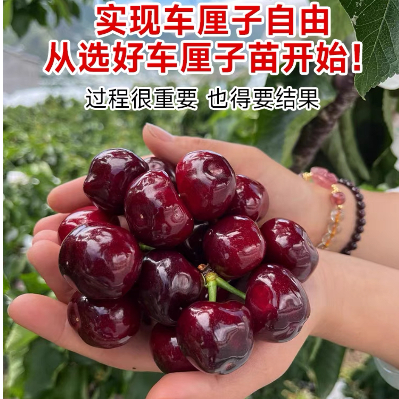 车厘子树苗樱桃树苗水果南方北方种植盆栽矮化嫁接大黑珍珠正宗苗