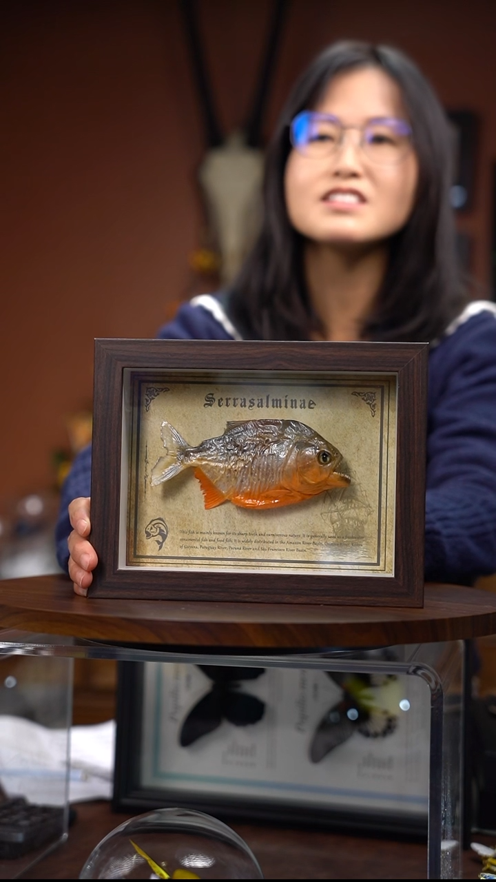 食人鱼标本   常规