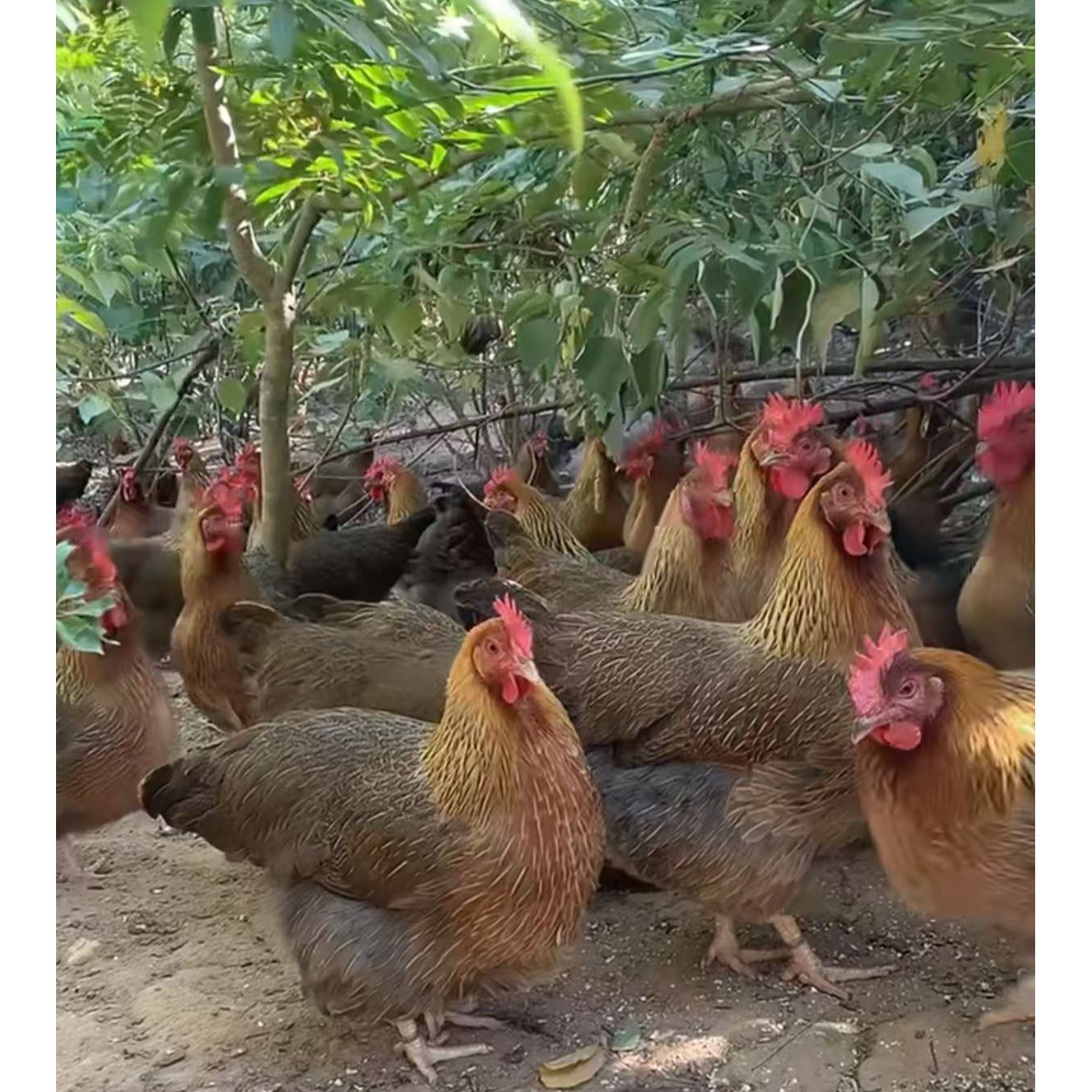 【禽霸专属】(拍1发3) 现杀400天老母鸡 顺丰冷链包邮