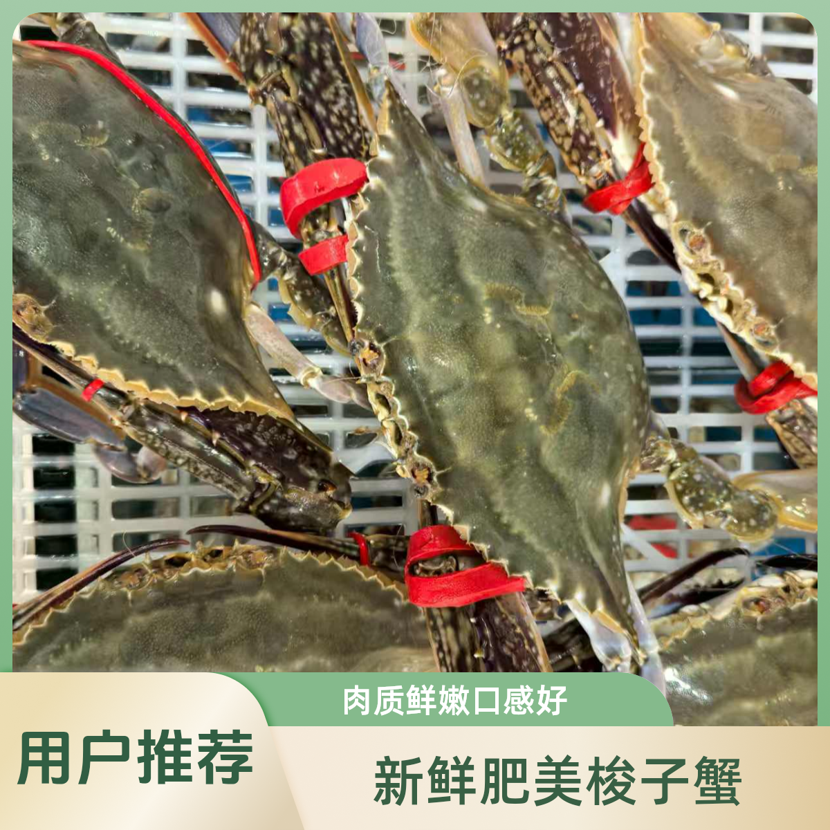 【保鲜不保活】渤海湾精品大公蟹 一只6~8两 一斤一只半 部分断臂介意勿拍