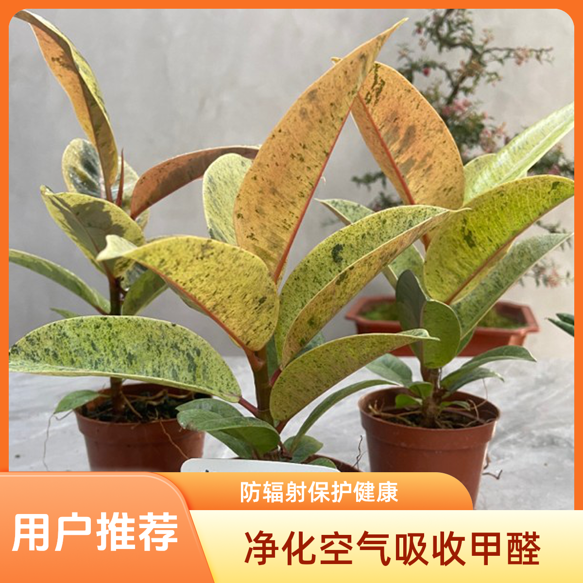 雀斑小姐橡皮榕观赏净化空气植物吸味道书房室内花卉观叶绿植美观