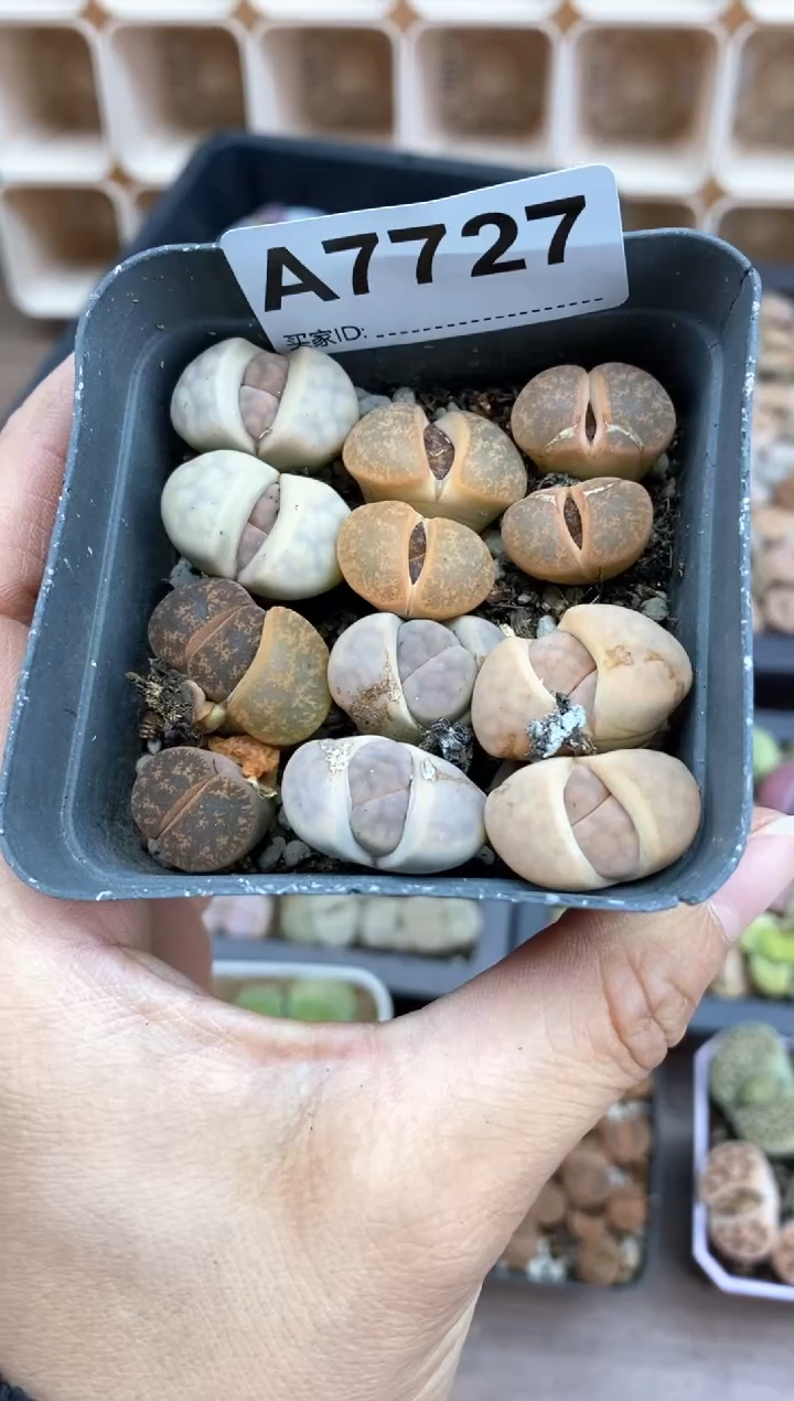 【闪购商品】7727直播一物一拍