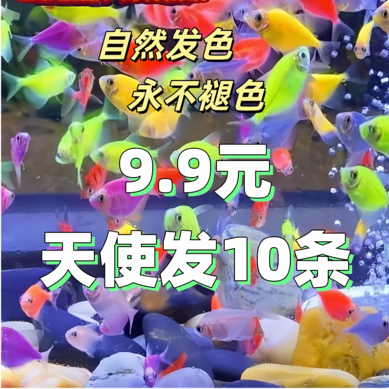 七彩天使鱼小型热带观赏鱼颜色丰富群游好养适合新手