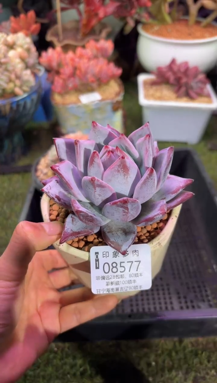 【闪购商品】08577