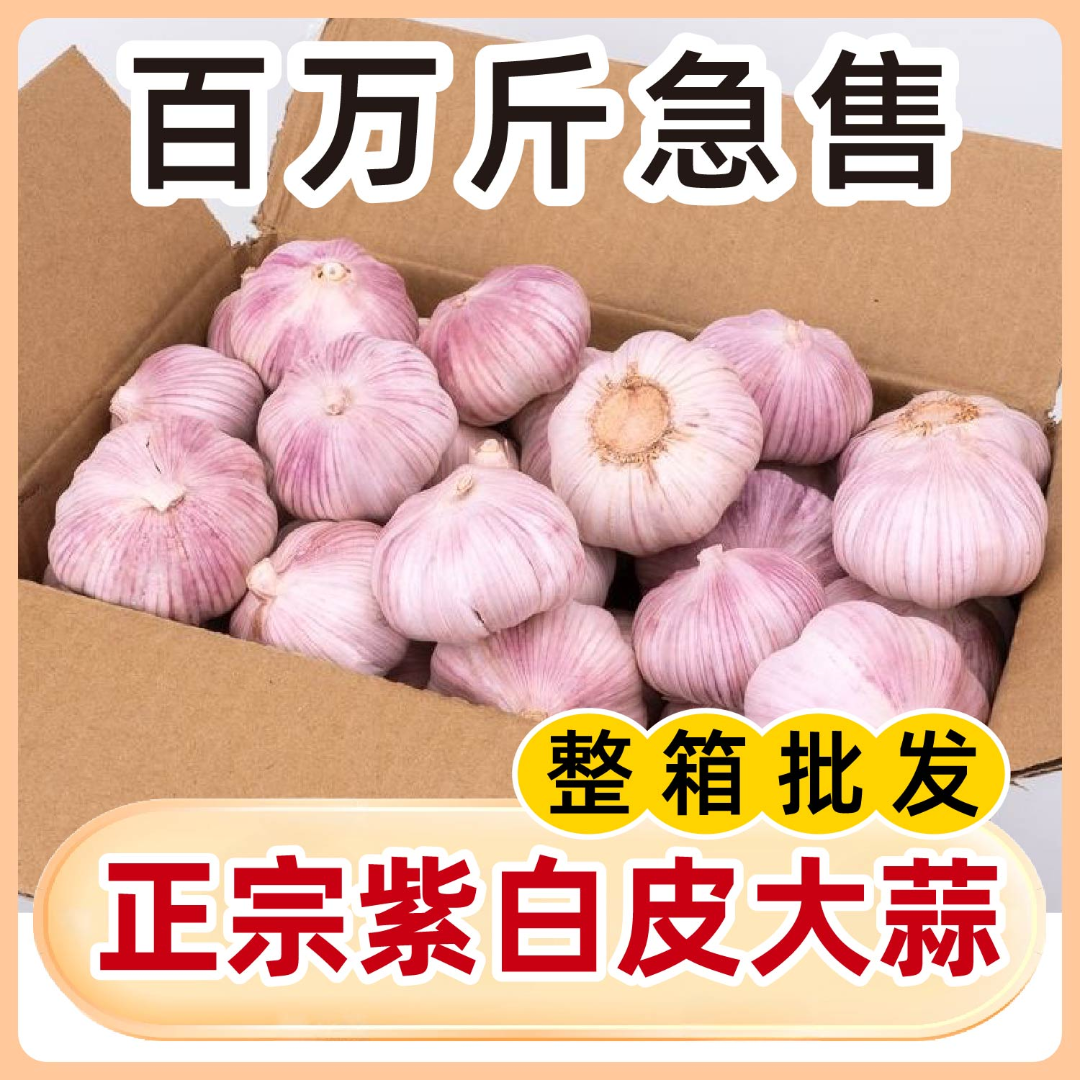 正宗紫白皮大蒜新鲜干蒜农产品生鲜特产LQ2