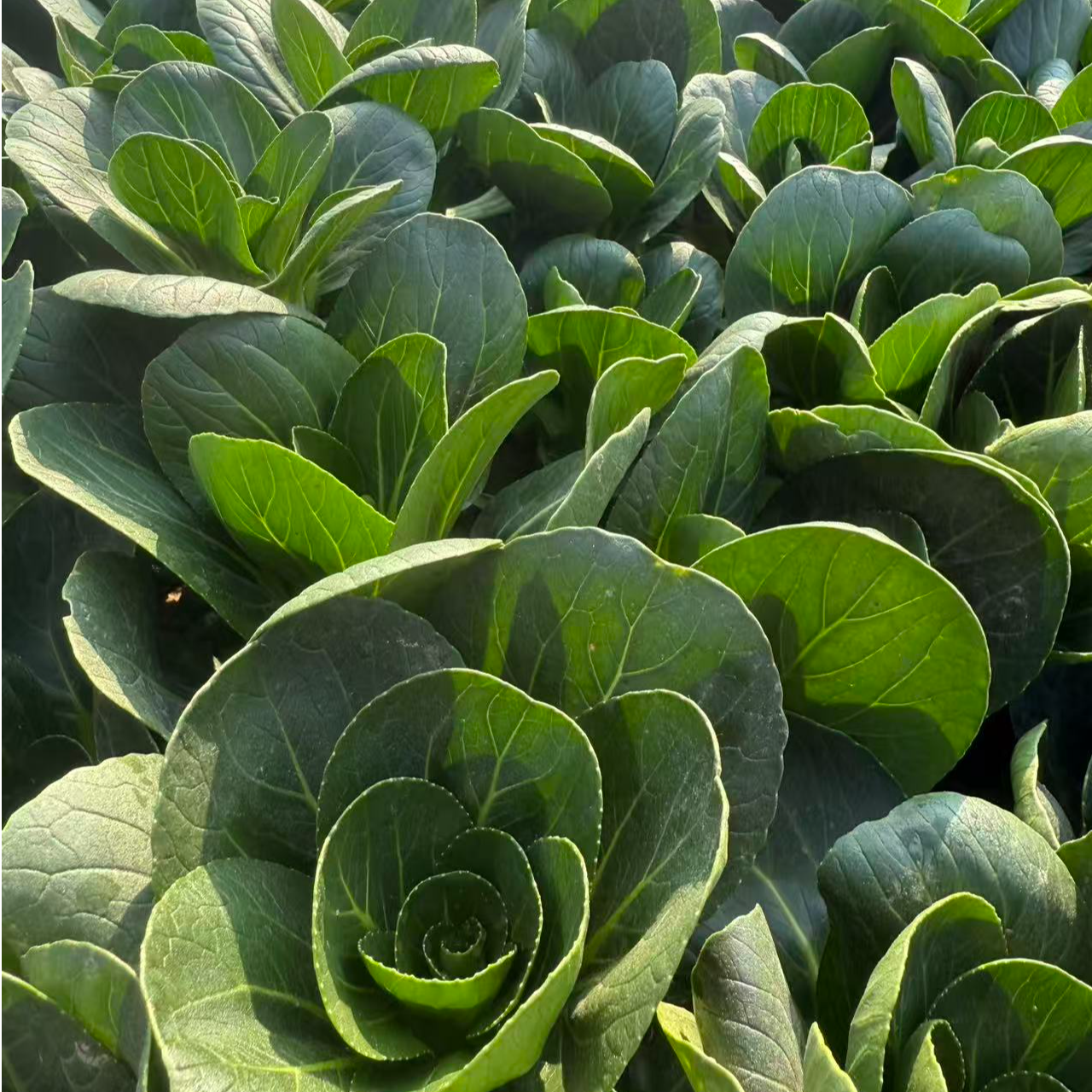 南汇小青菜上海青菜新鲜本地青菜蔬菜霜打1-5斤上海青