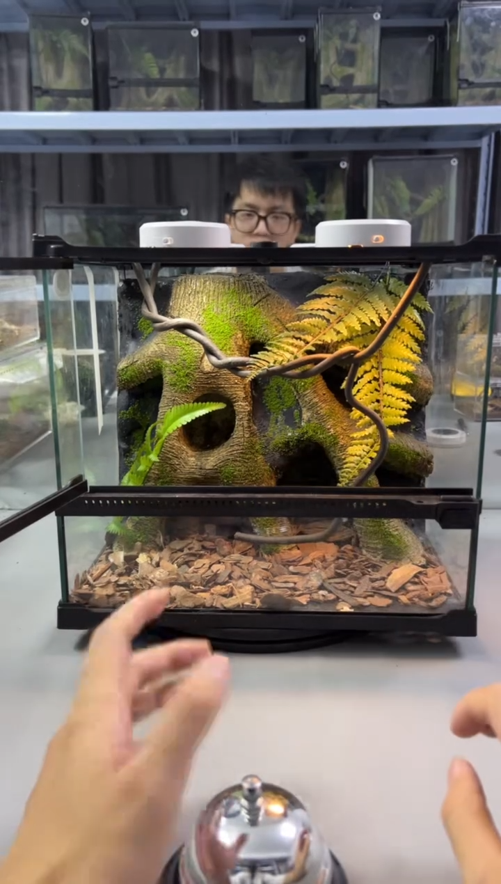 玻璃【长30宽25高27】爬宠造景缸睫角守宫树栖蜘蛛饲养箱爬宠爬虫缸