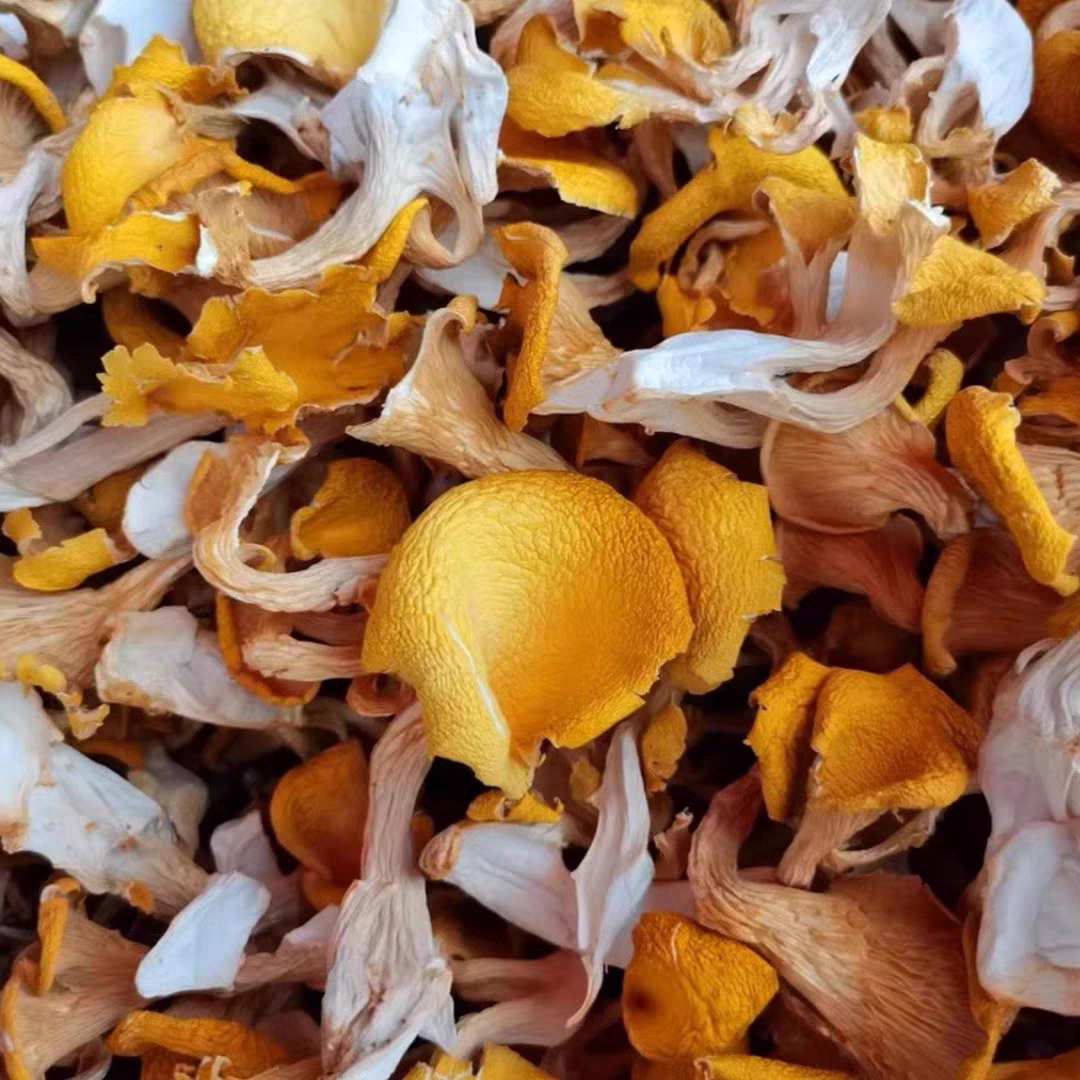 云南高原山货 鸡油菌 火妹甄选