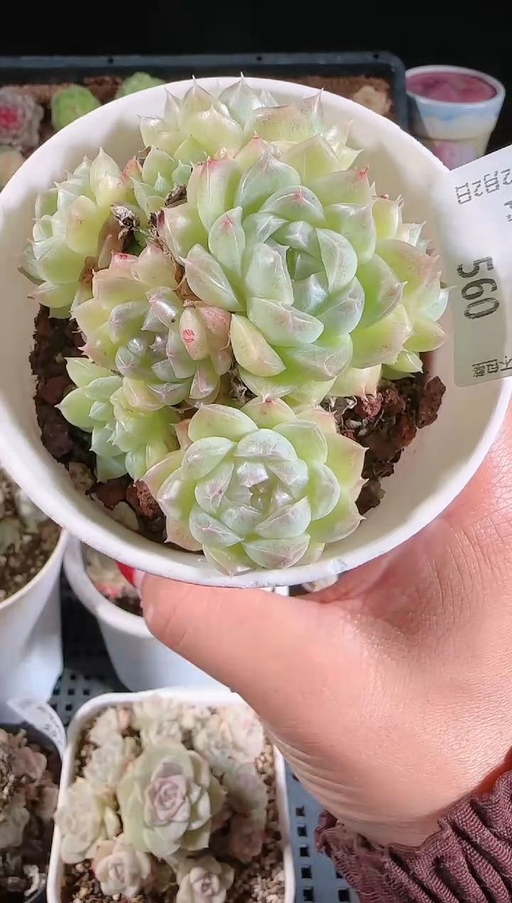 1202-560多肉群生不包整