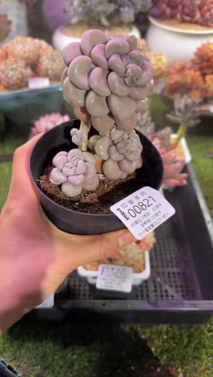 【闪购商品】00821