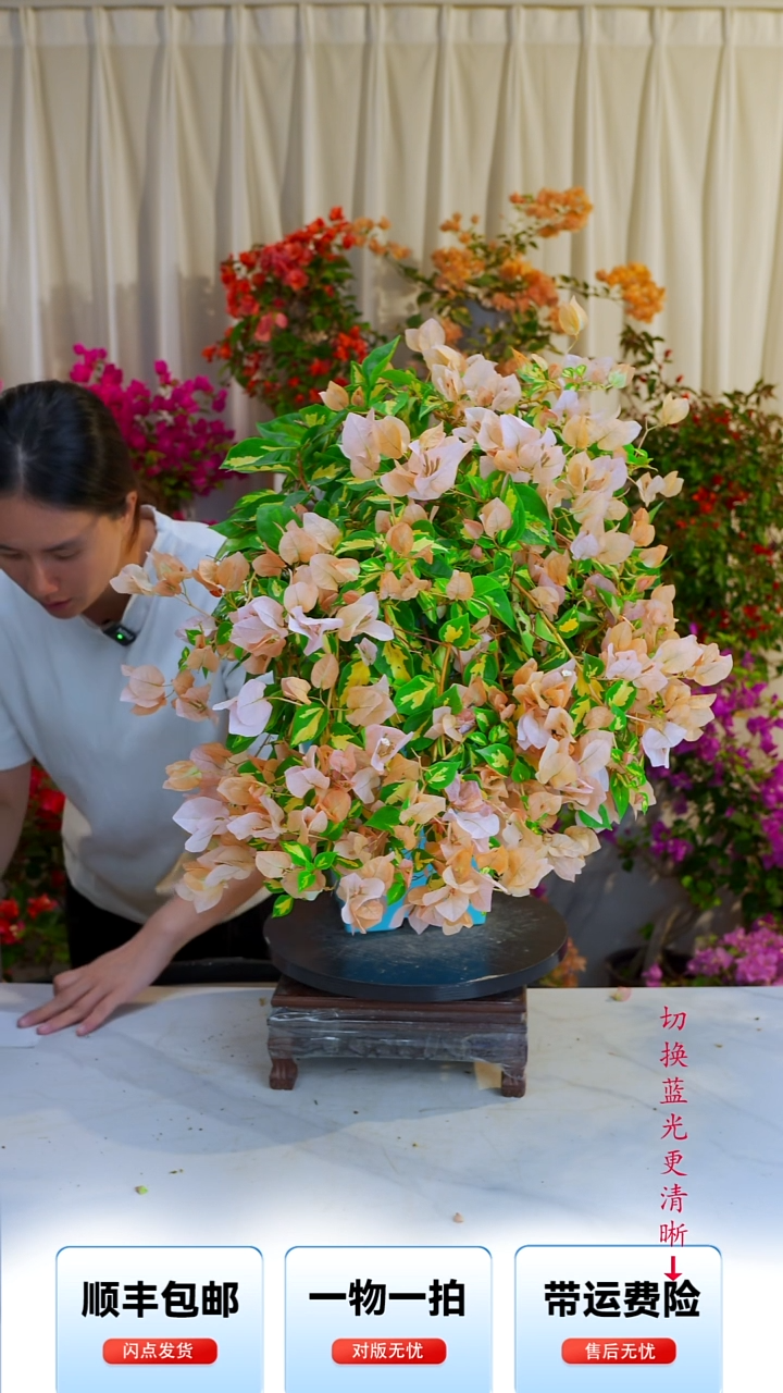 大部分开放少量花苞金心黄白