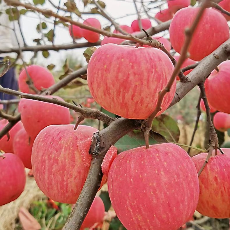 【商超精品果】助农正宗烟台栖霞红富士苹果冰糖心产地直发脆甜多汁 图片 4