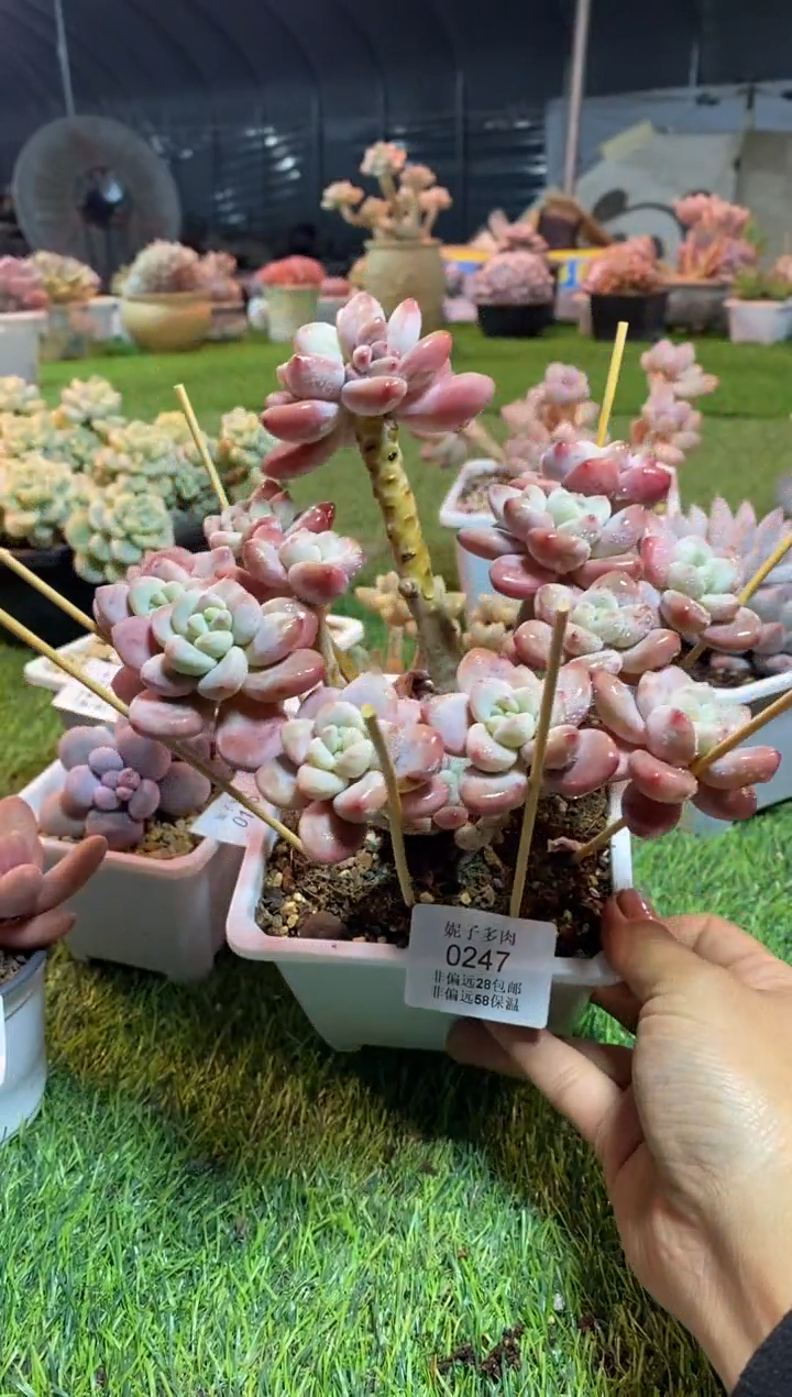 【闪购商品】0247a