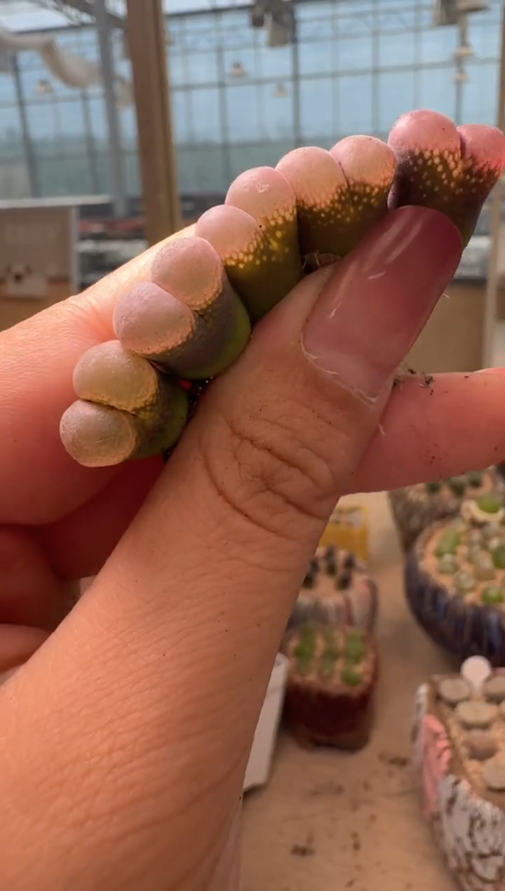 17-63多肉植物肉锥棉花窗一颗