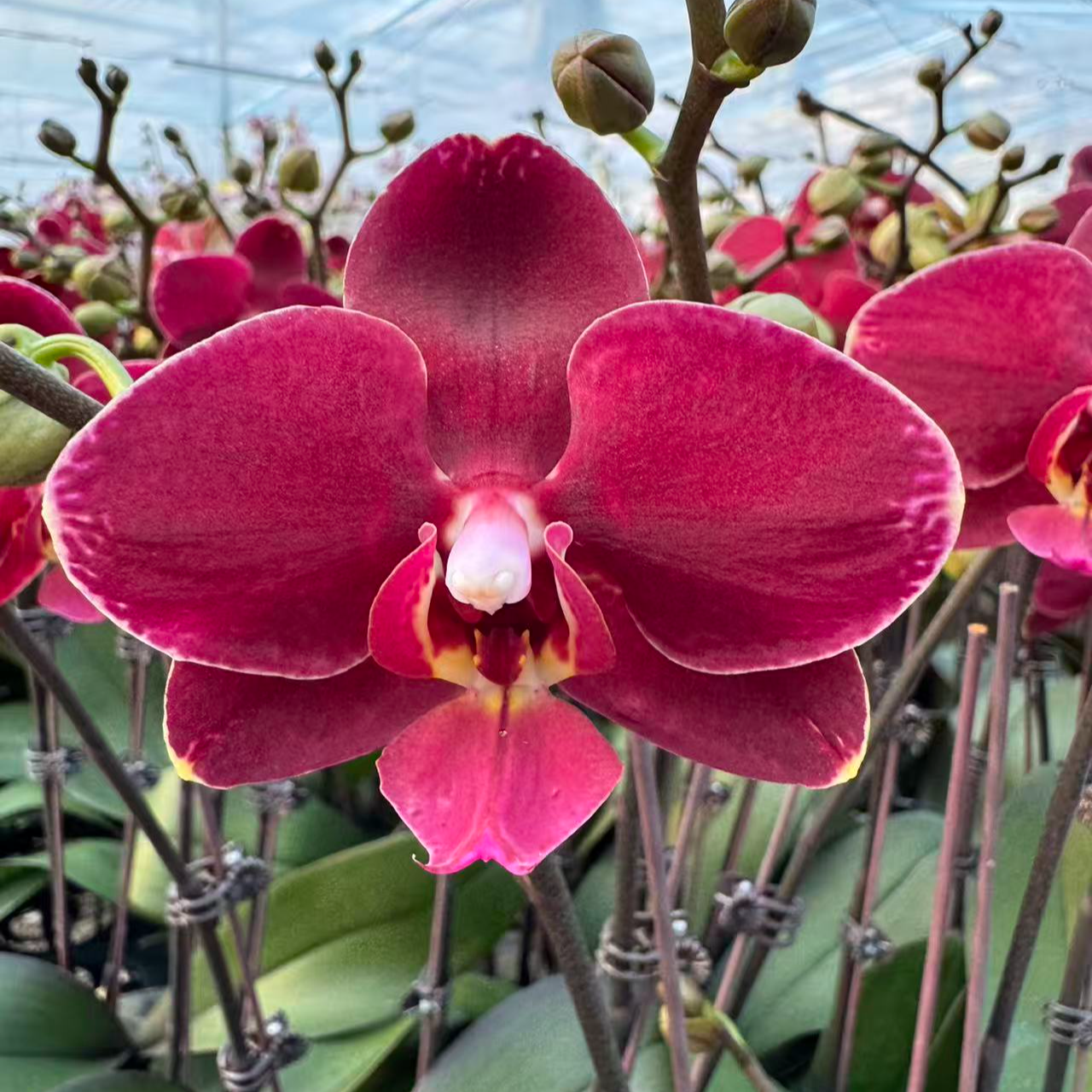 花之恋【突尼斯】蝴蝶兰鲜花