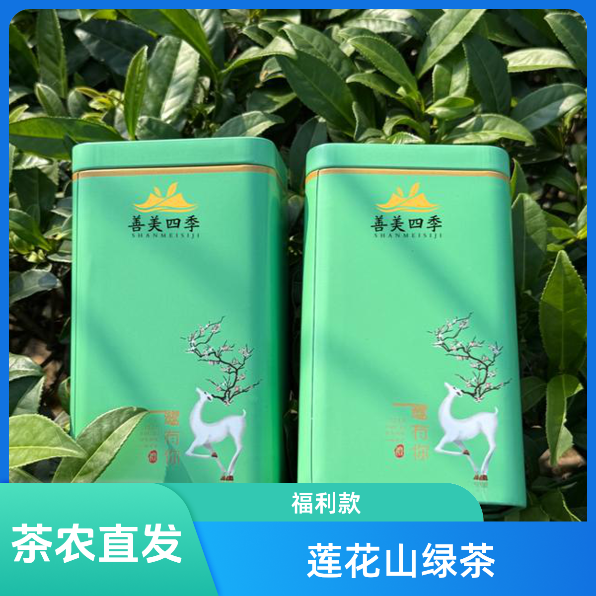 2025海丰莲花山绿茶广东特产炒茶福利款罐装2瓶装250g