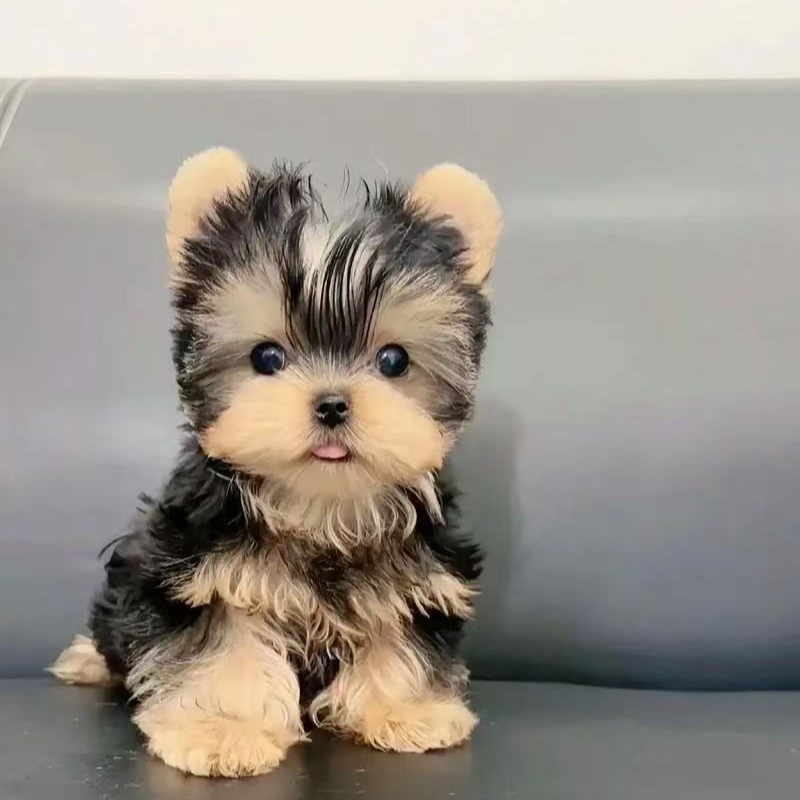 直播间在售狗狗  订金链接